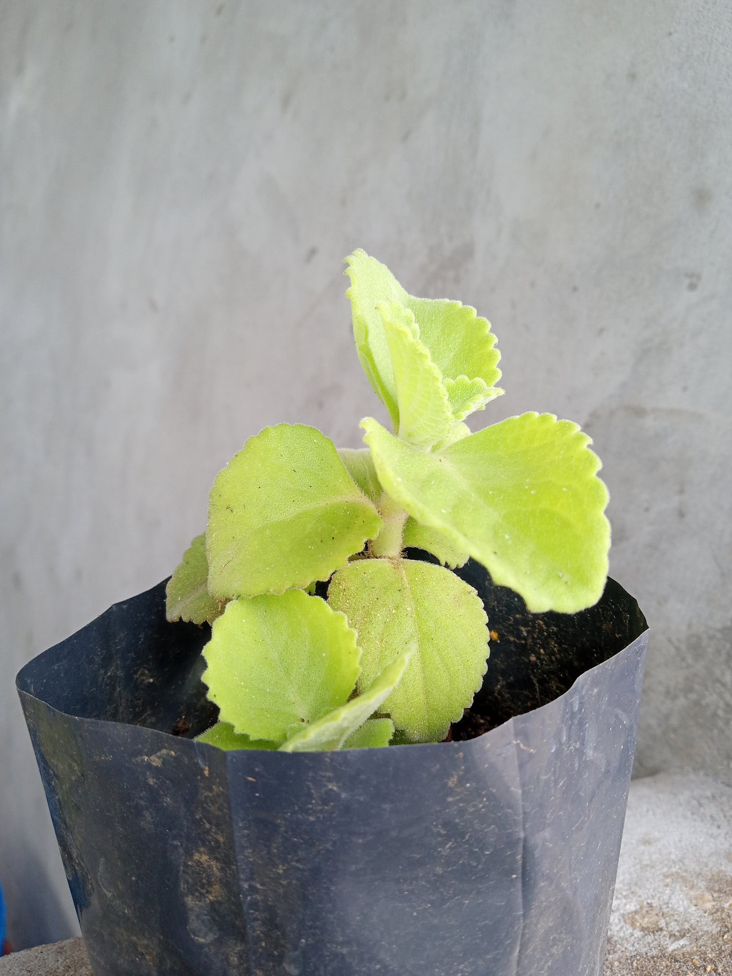 Leaf