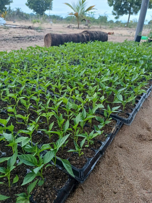 Chilli மிளகாய் கன்று 

මිරිස් පැළ