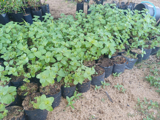 Mint plant
