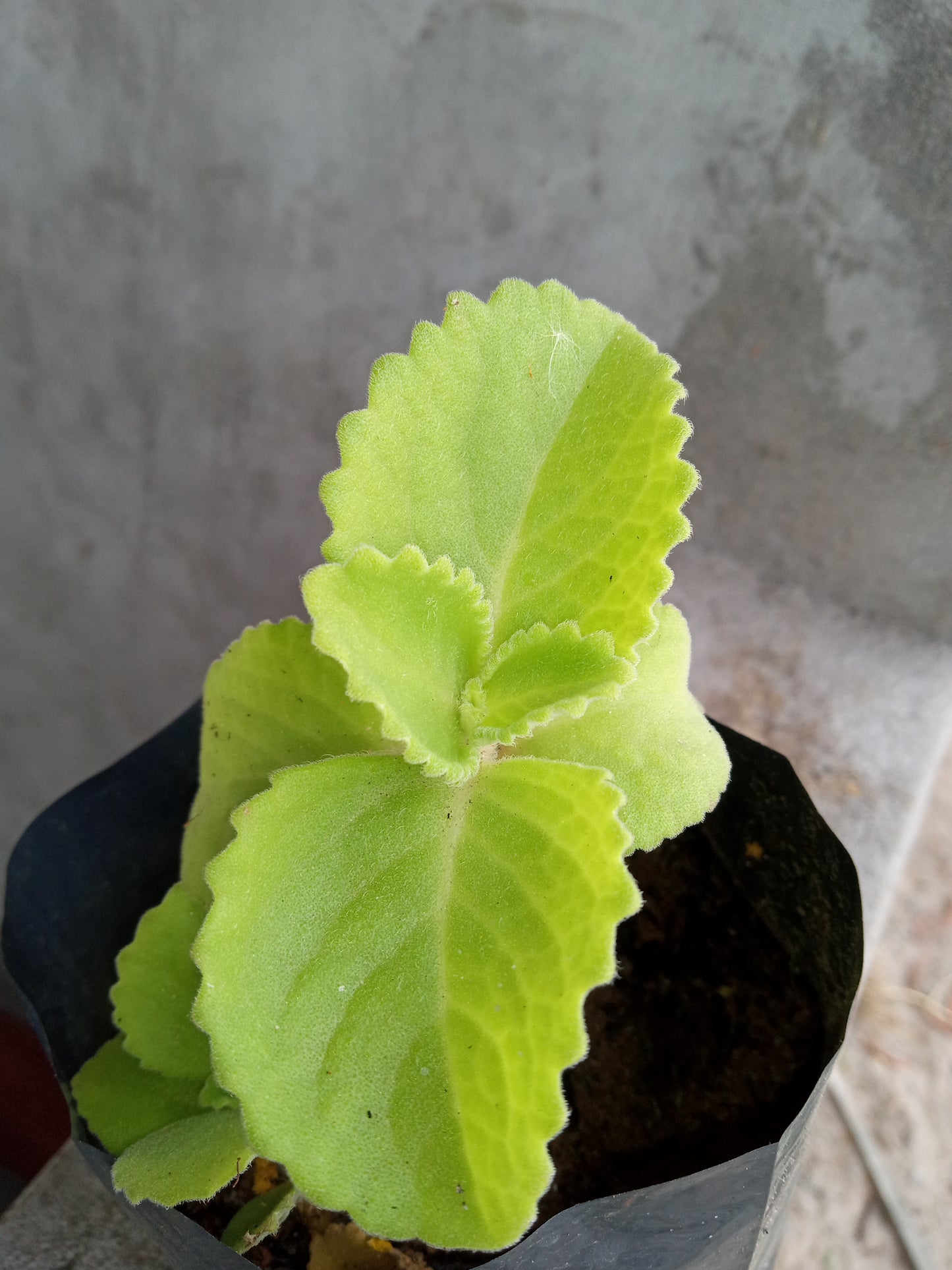 Leaf