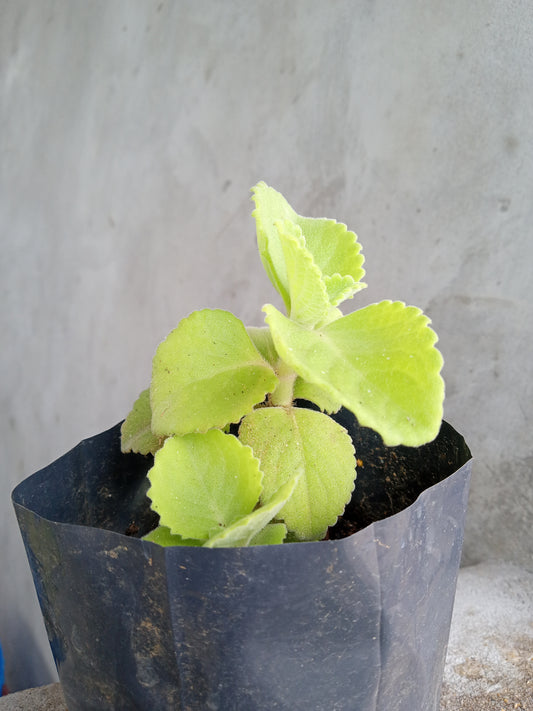 Leaf