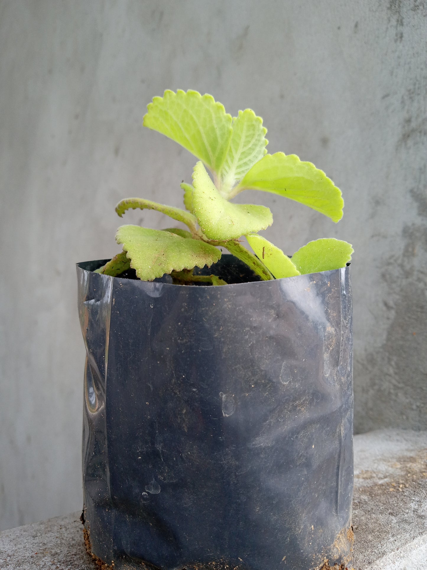 Leaf